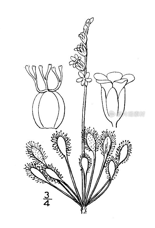 古植物学植物插图:花sera intermedia，匙形叶茅膏菜